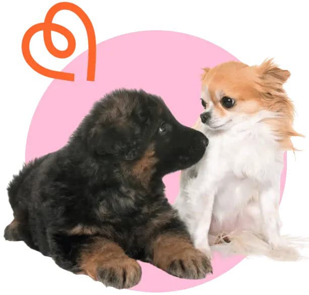 Two small dogs, a fluffy black puppy and a long-haired Chihuahua, sitting together against a pink background with a heart design.