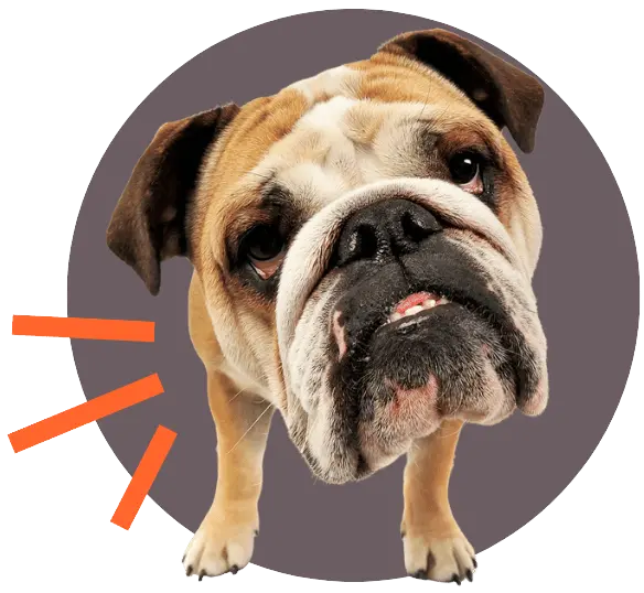 Close-up of a curious Bulldog with a tilted head against a dark background with orange accents.