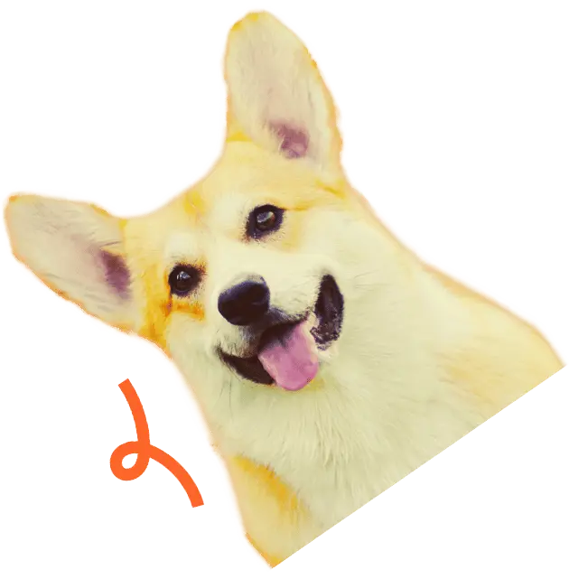 Happy Corgi with tongue out, tilted head, and playful orange graphic.