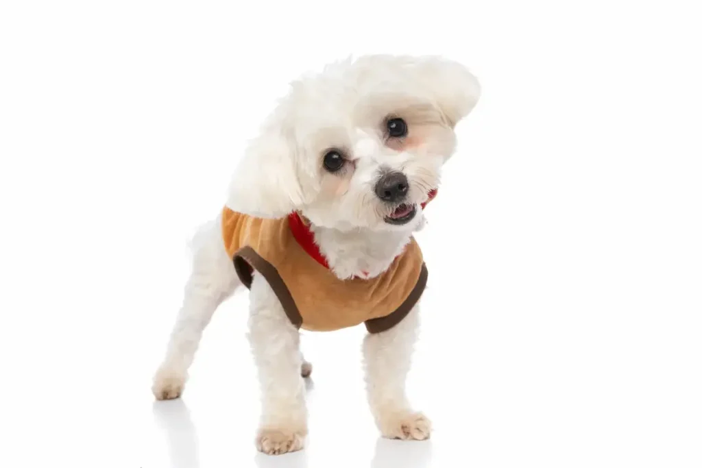 Small white dog wearing a brown and red sweater, tilting its head.