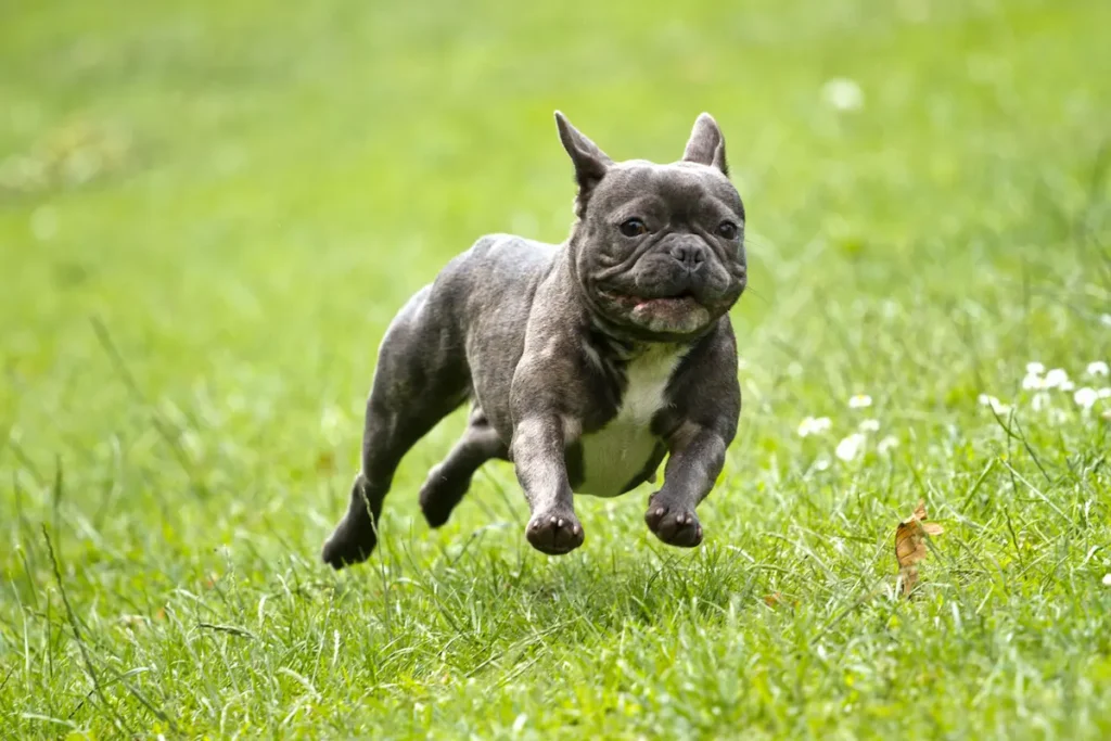 French Bulldog running energetically on a grassy field.