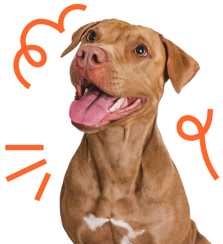 Happy brown dog with tongue out, surrounded by playful orange graphics.